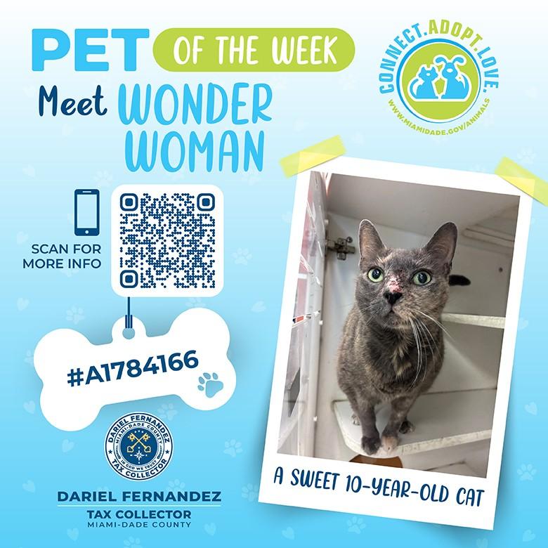 pet-of-the-week-wonder.jpeg