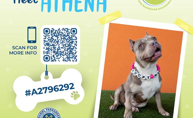 Mascotas de la Semana: El Recaudador de Impuestos Dariel Fernandez anima a los residentes a apoyar a los animales de refugio que necesitan un hogar