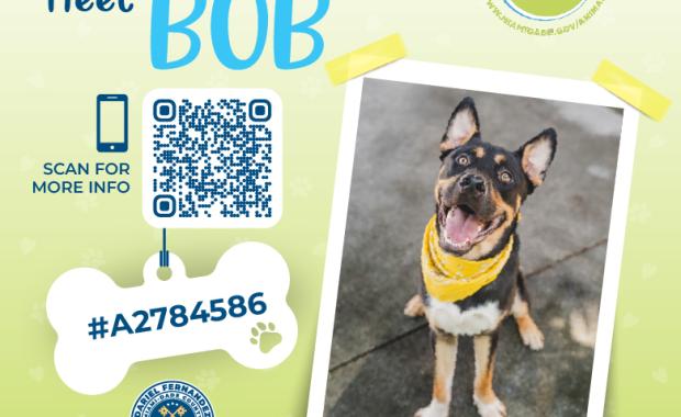 Pet of the Week: Tax Collector Dariel Fernandez Encourages Residents to Support Shelter Pets in Need